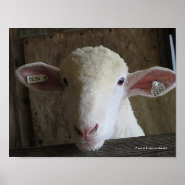 Affiche Comté Fair Sheep (Devant)