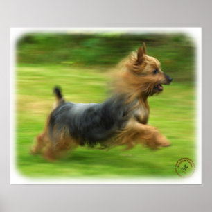 Affiche Conception australienne de Terrier soyeux