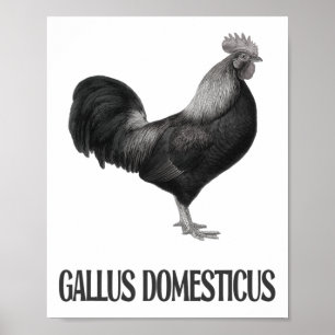 Affiche Conception de volaille de poulet _1