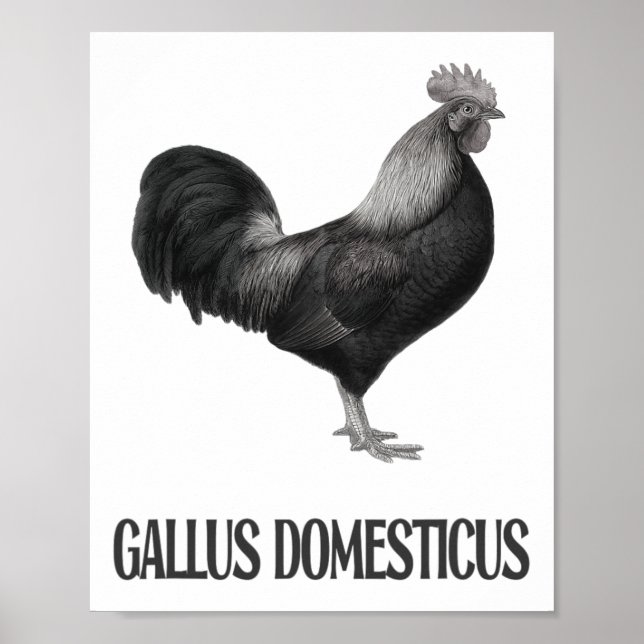 Affiche Conception de volaille de poulet _1  (Devant)
