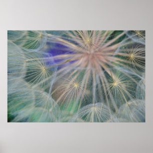 Affiche Conception des têtes de semences Gennesse, Idaho