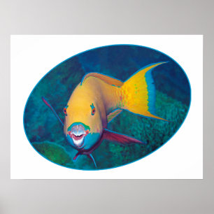 Affiche Conception photographique de perroquet sous l'eau