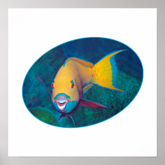 Affiche Conception photographique de poisson-perroquet sou