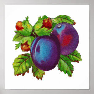 Affiche Conception vintage De Fruits De Plum Excellent Pou