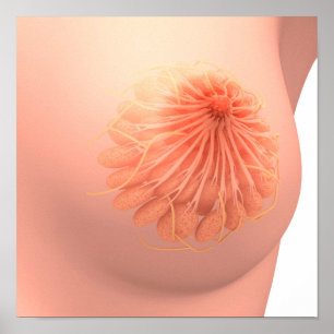 Affiche Conceptual Image Of Female Breast Anatomy 3