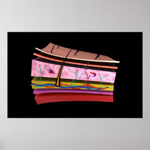 Affiche Conceptual Image Of The Layers Of Human Skin 2