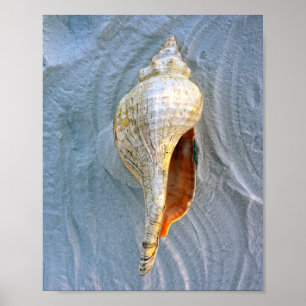 Affiche Conch Horse Floride
