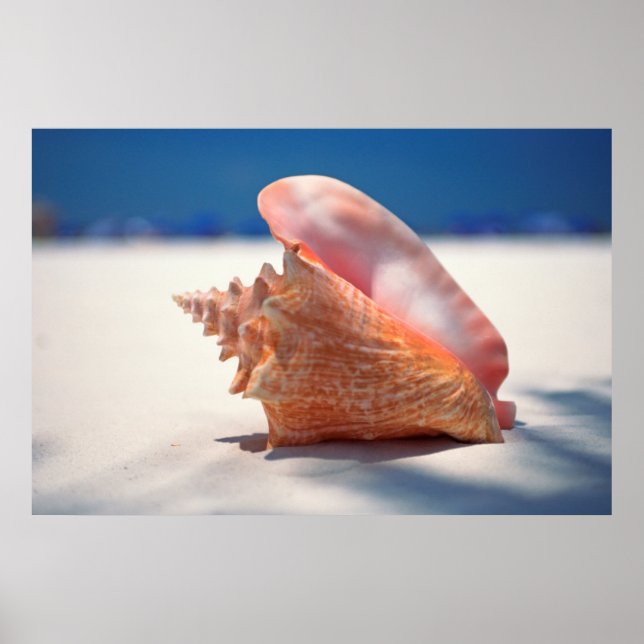 Affiche Conch Shell (Devant)