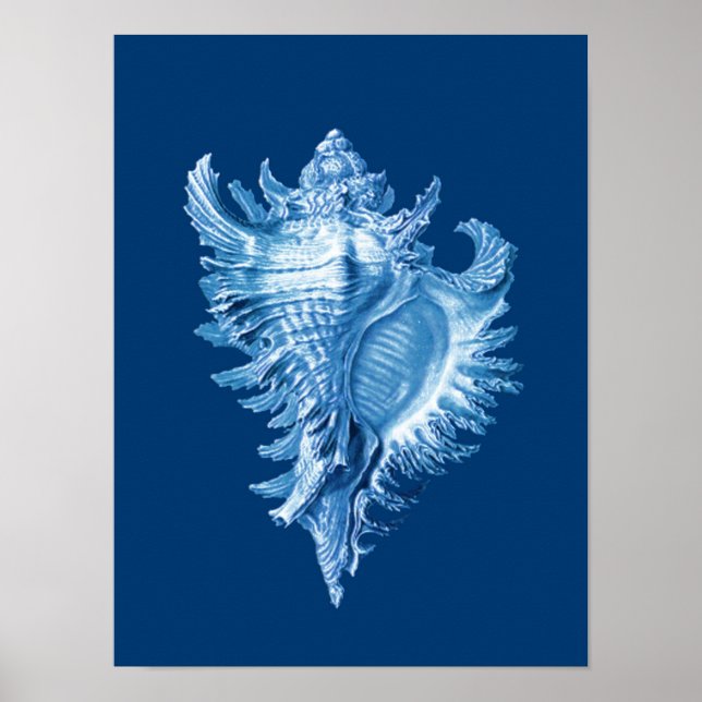 Affiche Conch Shell Sea Life Imprimer, Indigo bleu et blan (Devant)