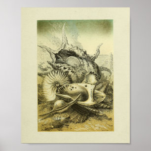 Affiche Conch Shells