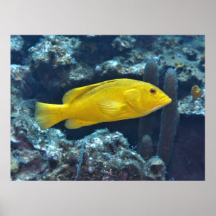 Affiche Concile de phase jaune