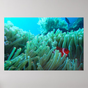 Affiche Conclusion de Nemo