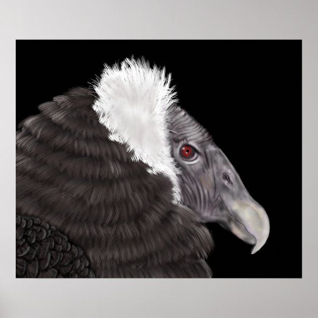 Affiche Condor andin illustré (Devant)