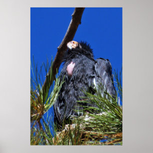 Affiche Condor de Californie