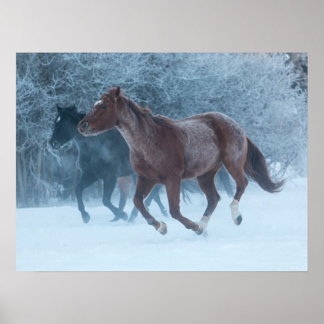 Affiche Conduite de chevaux (Devant)