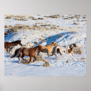 Affiche Conduite de chevaux en hiver au Hideout Ranch