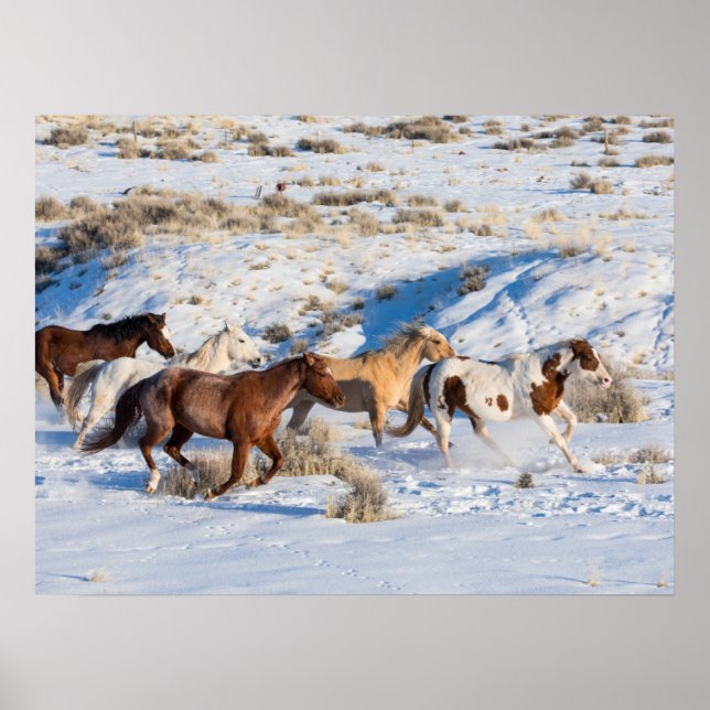 Affiche Conduite de chevaux en hiver au Hideout Ranch (Devant)