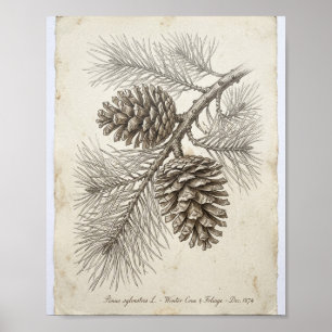 Affiche Cône de pin hivernal botanique I