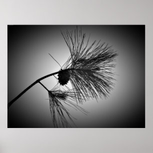 Affiche Cône De Pin Sur Branche - Noir