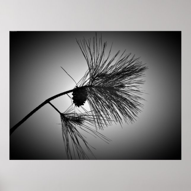 Affiche Cône De Pin Sur Branche - Noir (Devant)