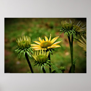 Affiche Coneflower,