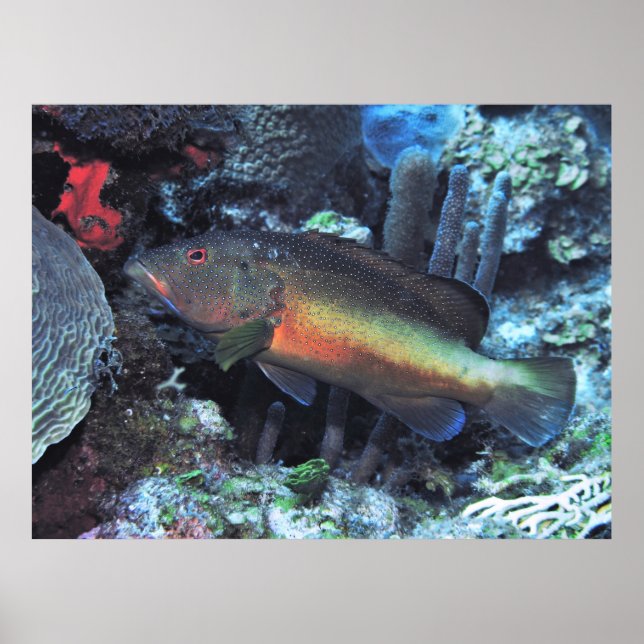 Affiche Coney (Devant)