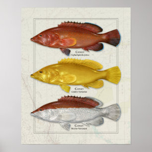 Affiche Coney Grouper with Color Variations