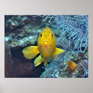 Affiche Coney in Yellow