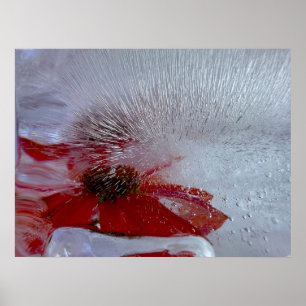Affiche Conflower in Ice,
