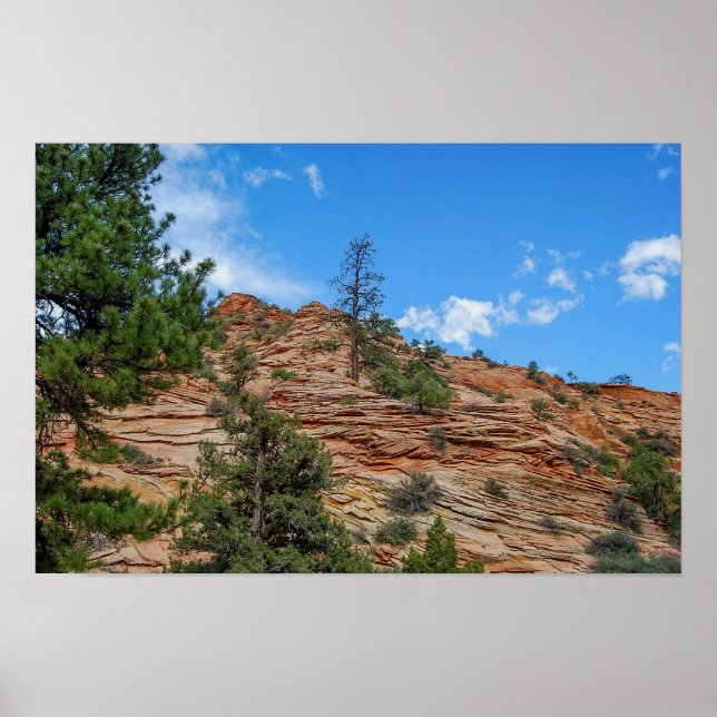 Affiche Conifères poussant dans le parc national de Zion,  (Devant)