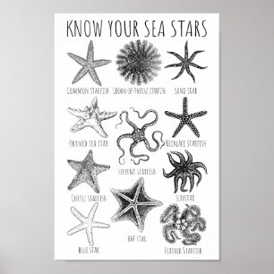 Affiche Connaissez vos étoiles de mer - Groupes Starfish