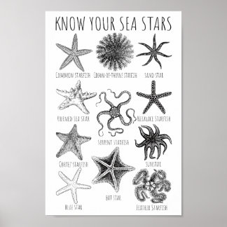 Affiche Connaissez vos étoiles de mer - Groupes Starfish