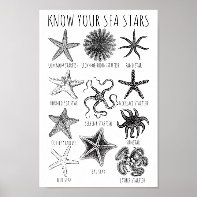 Affiche Connaissez vos étoiles de mer - Groupes Starfish (Devant)