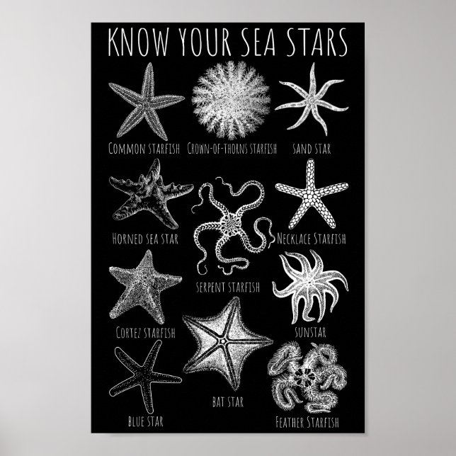 Affiche Connaissez vos étoiles de mer - Groupes Starfish (Devant)
