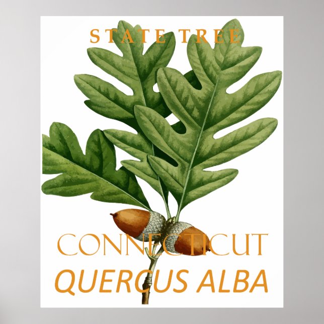 Affiche Connecticut Territory Tree The White Oak (Devant)