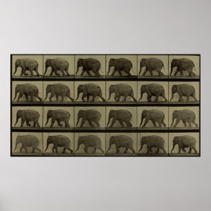 Affiche Consecutive Images of an Elephant Walking Print