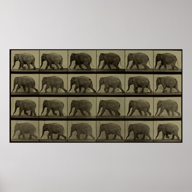 Affiche Consecutive Images of an Elephant Walking Print (Devant)