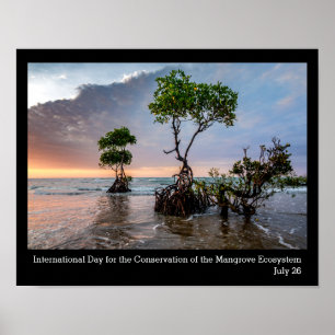 Affiche Conservation de la mangrove, photo