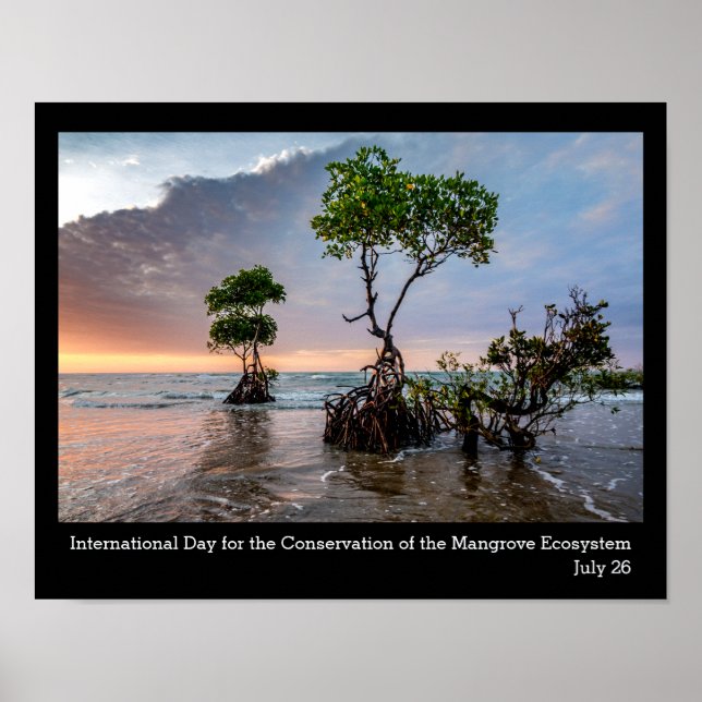 Affiche Conservation de la mangrove, photo (Devant)