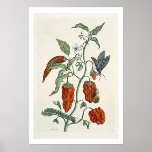 Affiche Consoude, "d'un de fines herbes curieux", 1782