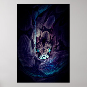 AFFICHE CONSTRICTEUR BOA CURSÉ