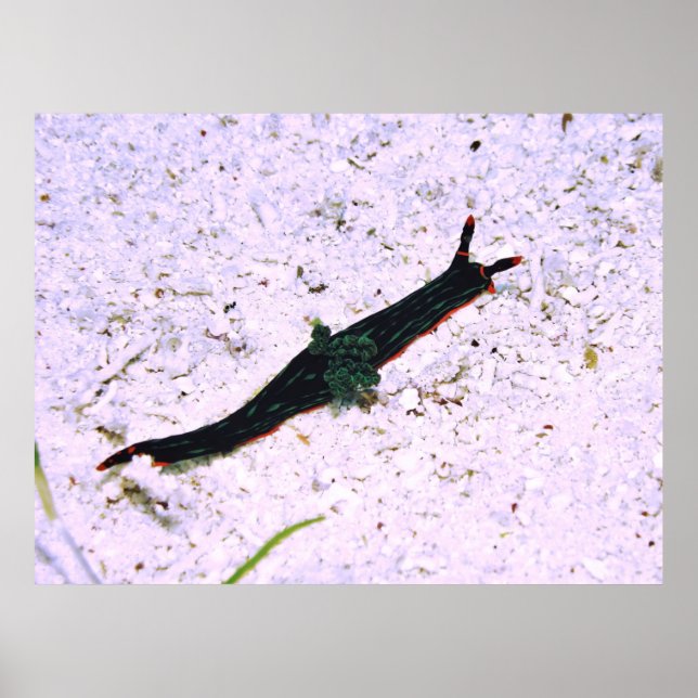 Affiche Contredire Nudibranche (Devant)