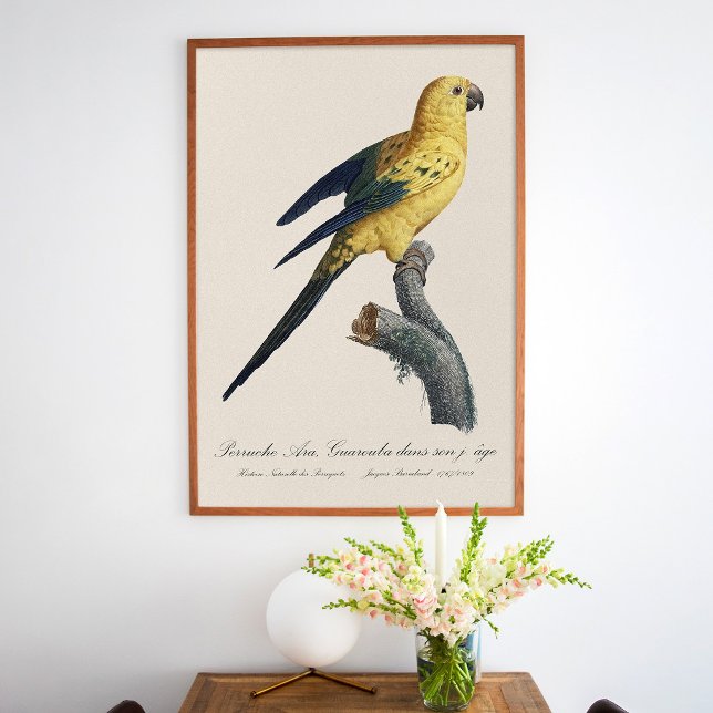 Affiche Conure soleil Aratinga solstitialis (Guarouba dans sons jeune age / Sun parakeet. Poster)