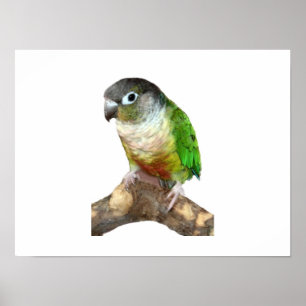 Affiche Conure verte à la joue