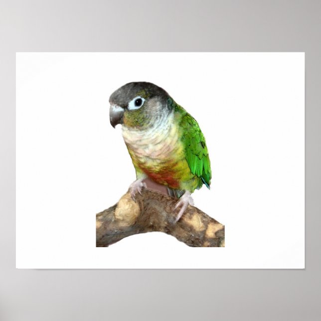Affiche Conure verte à la joue (Devant)