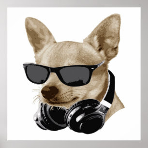Affiche Cool Chihuahua   Chihuahua Portant des lunettes