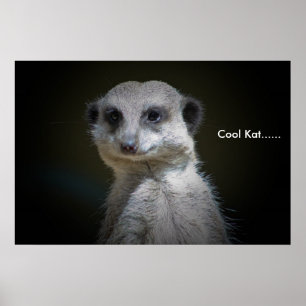 Affiche Cool Kat......