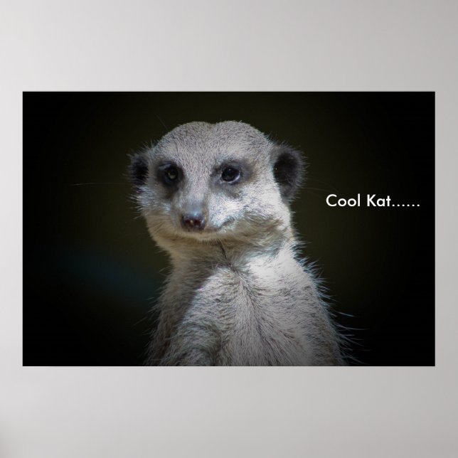 Affiche Cool Kat...... (Devant)