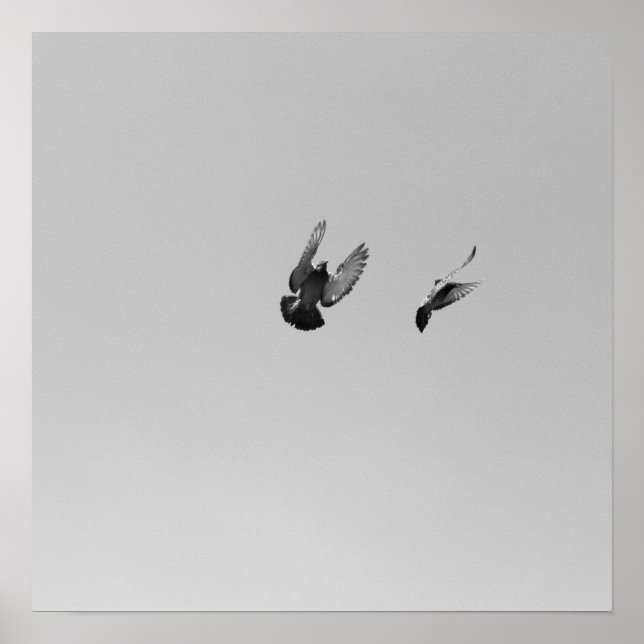 Affiche Cool Moderne B&W volant oiseau simple design moder (Devant)