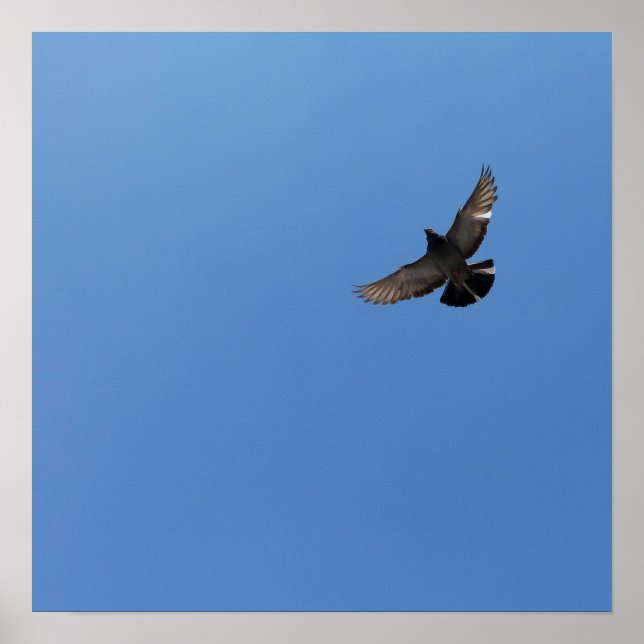 Affiche Cool Moderne vol oiseau simple design moderne (Devant)